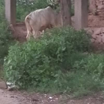 ایک بچھڑا جس کی عمر 28 منتھ ہے اور قیمت ڈیڑھ لاکھ