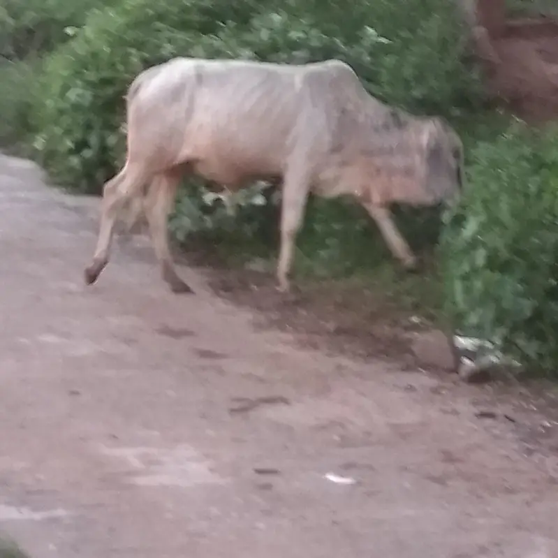 ایک بچھڑا جس کی عمر 28 منتھ ہے اور قیمت ڈیڑھ لاکھ — photo 2
