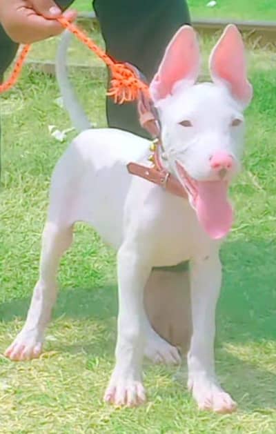 Guwahati gultariya male