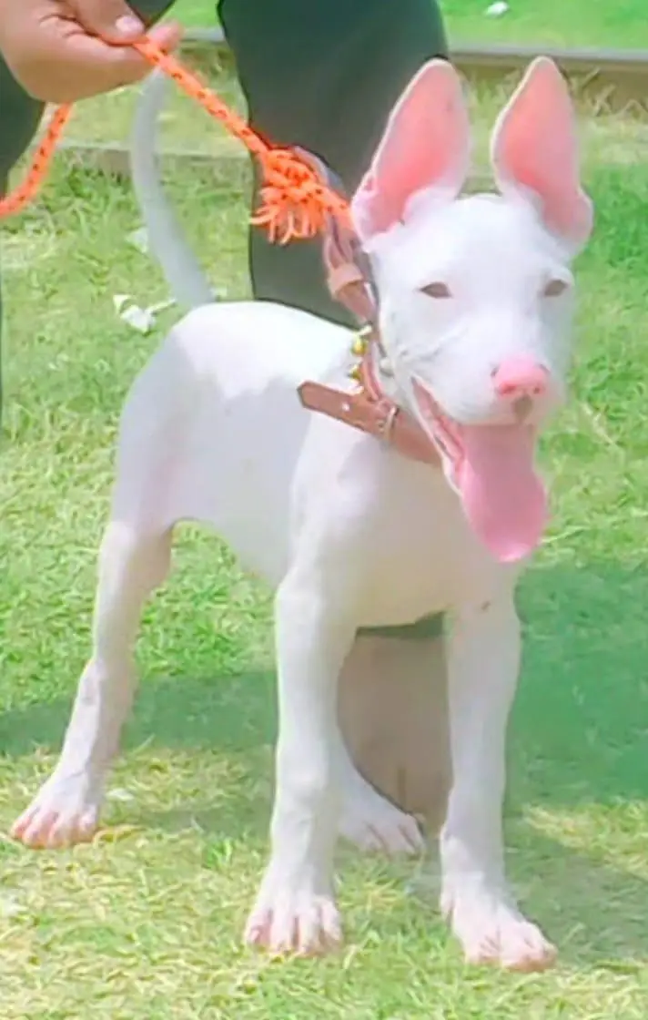 Guwahati gultariya male