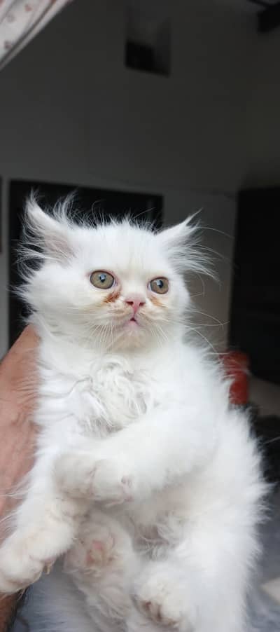 punch face pure breed 3 kitten 2 white 1 fawan colour.