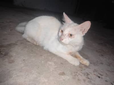 Prussian cat available for sale