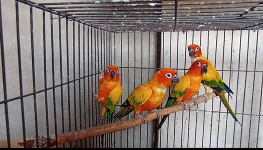 DNA Sunconure Extreme  Red Factor Extra 2  Females