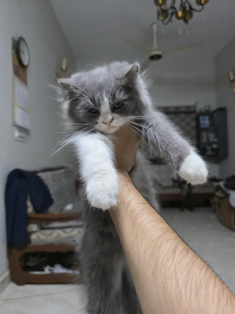 Persian Male Pear Kittens (1. black and white or 2. grey and white) — photo 11