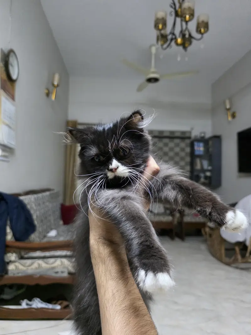 Persian Male Pear Kittens (1. black and white or 2. grey and white) — photo 12