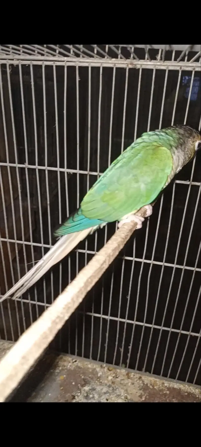 blue tercious male — photo 2