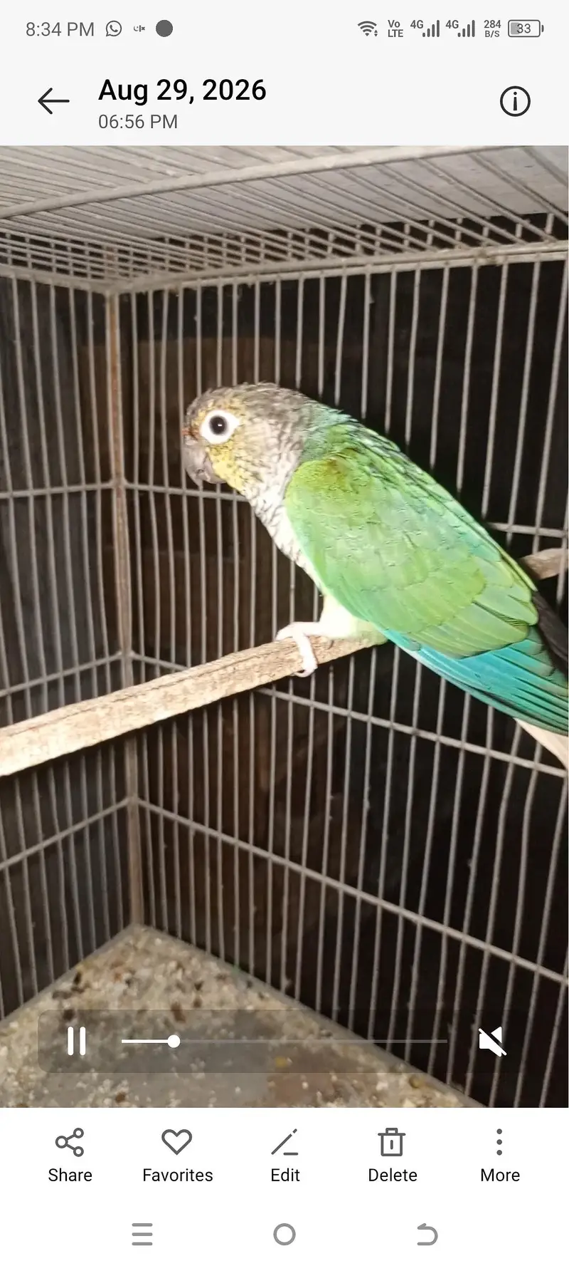 blue tercious male — photo 3
