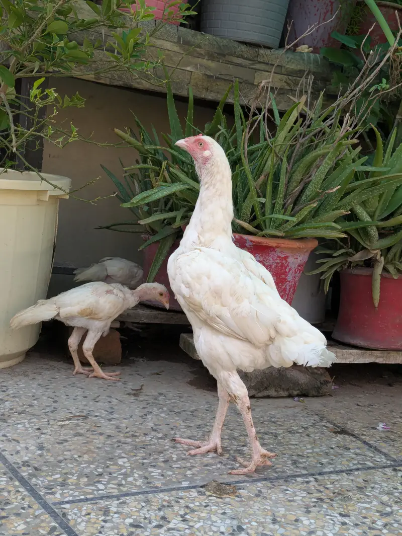Aseel Murga — photo 2