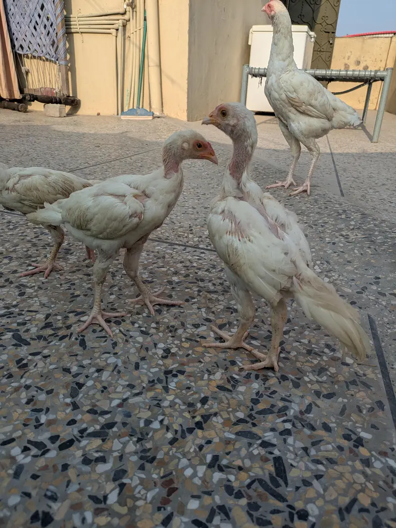 Aseel Murga — photo 7