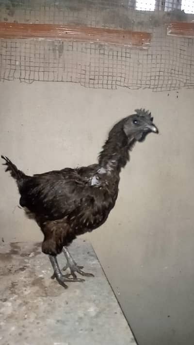 ayam cemani murgi pathi