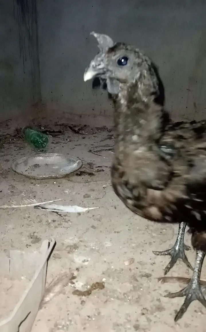 ayam cemani murgi pathi — photo 2