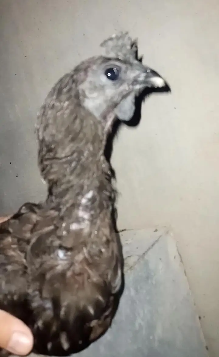 ayam cemani murgi pathi — photo 3
