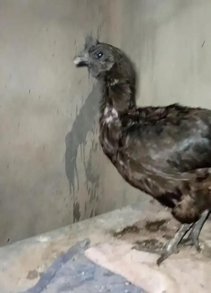 ayam cemani murgi pathi — photo 4