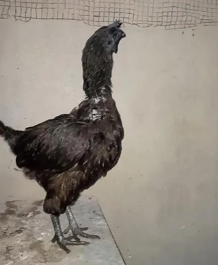 ayam cemani murgi pathi — photo 5