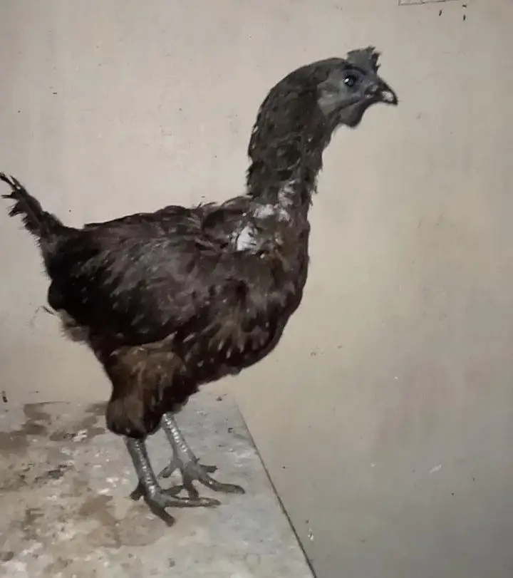 ayam cemani murgi pathi — photo 6