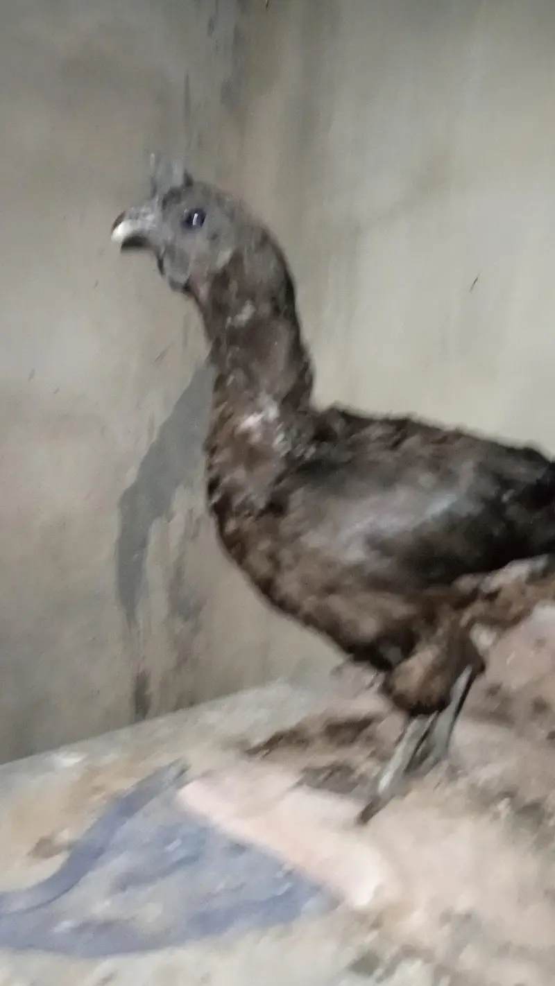 ayam cemani murgi pathi — photo 7