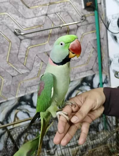 Kashmiri raw parrot for sale single and pair available
