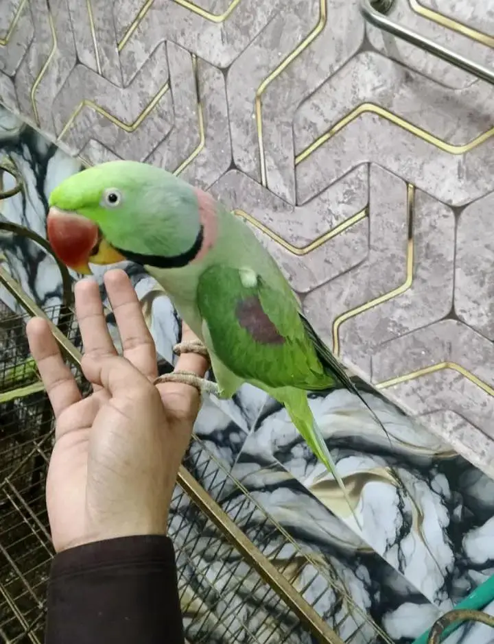 Kashmiri raw parrot for sale single and pair available — photo 2