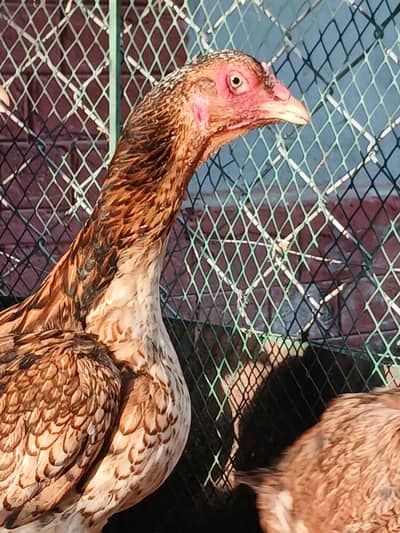 Aseel murgia For Sale 03334336776 call only