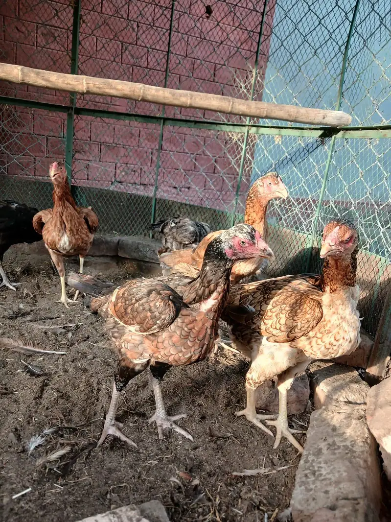 Aseel murgia For Sale 03334336776 call only — photo 2