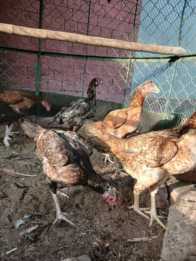 Aseel murgia For Sale 03334336776 call only — photo 4