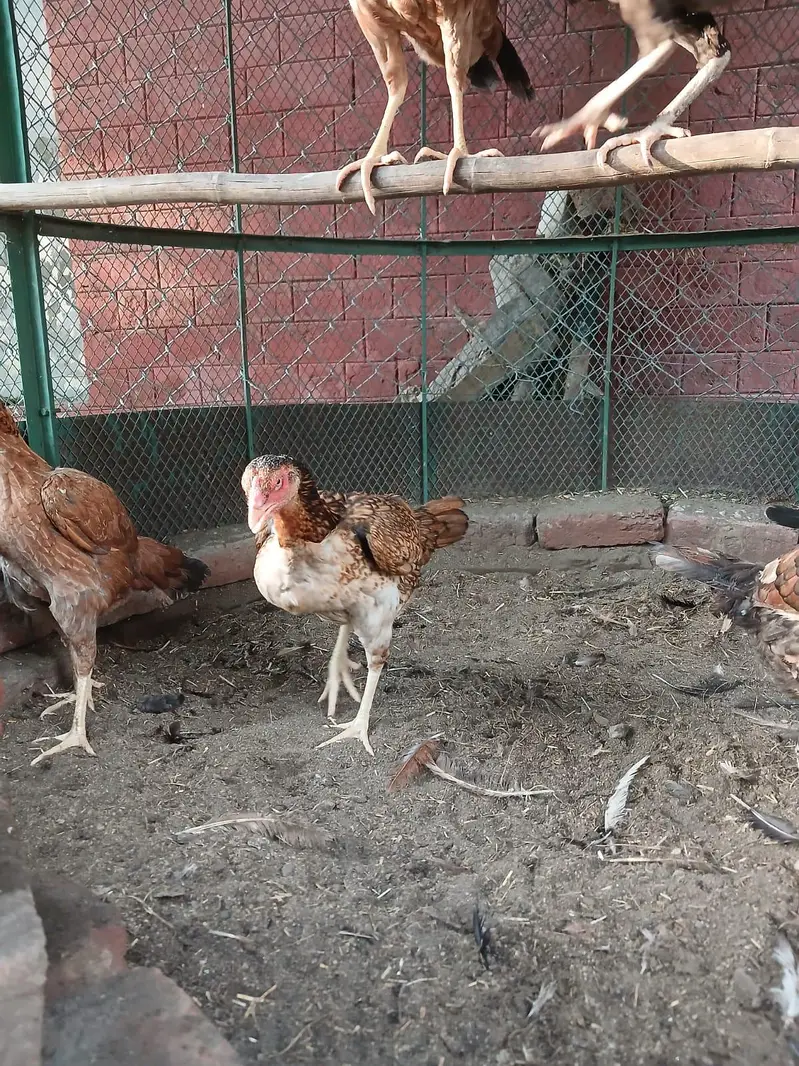 Aseel murgia For Sale 03334336776 call only — photo 5
