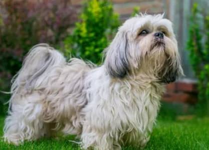 Shetzu dog hai bahut friendly and bahut cute hai