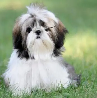 Shetzu dog hai bahut friendly and bahut cute hai — photo 2