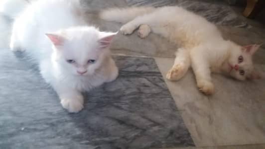 persian cats sale