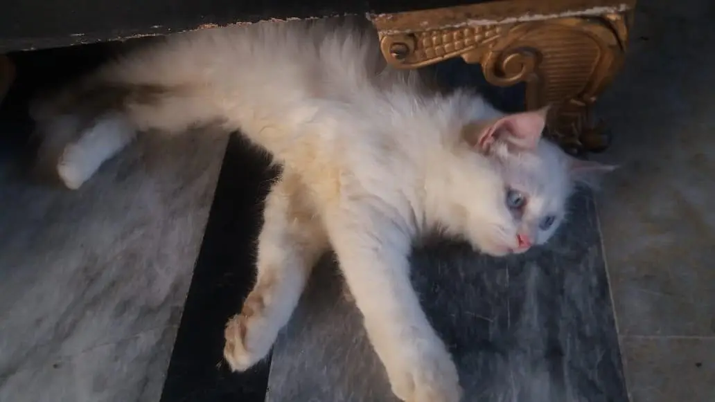persian cats sale — photo 2