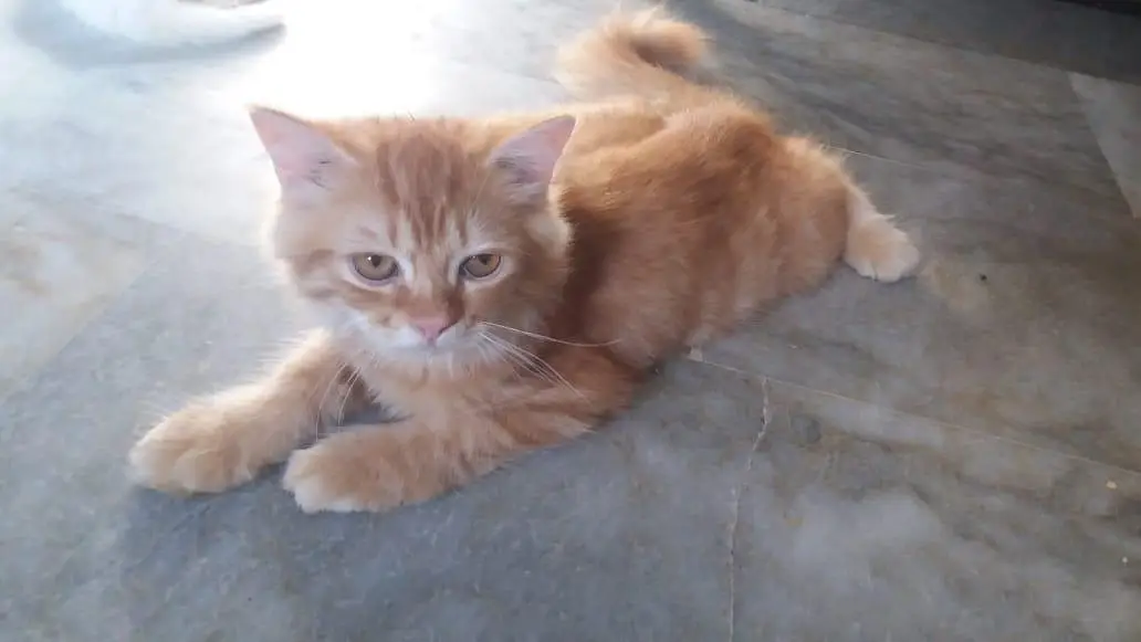 persian cats sale — photo 3