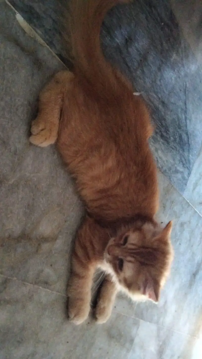 persian cats sale — photo 4