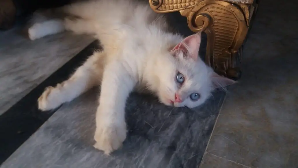 persian cats sale — photo 5