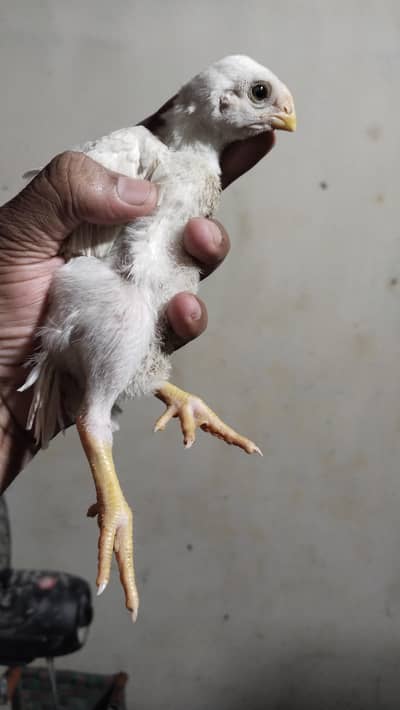 Indian Parrot Beak Chicks | Tampered Tail Aseel | Tota Chunch Aseel