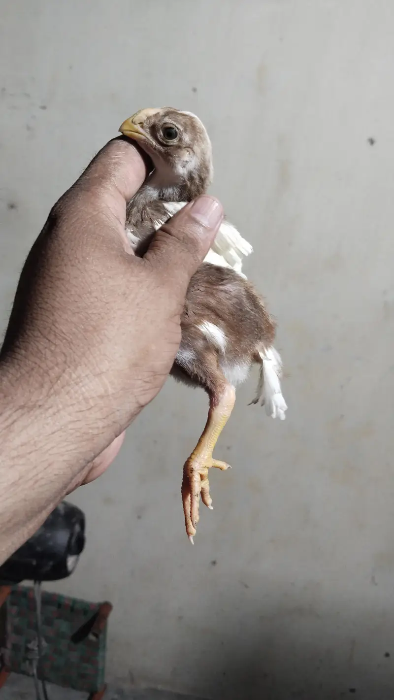 Indian Parrot Beak Chicks | Tampered Tail Aseel | Tota Chunch Aseel — photo 2