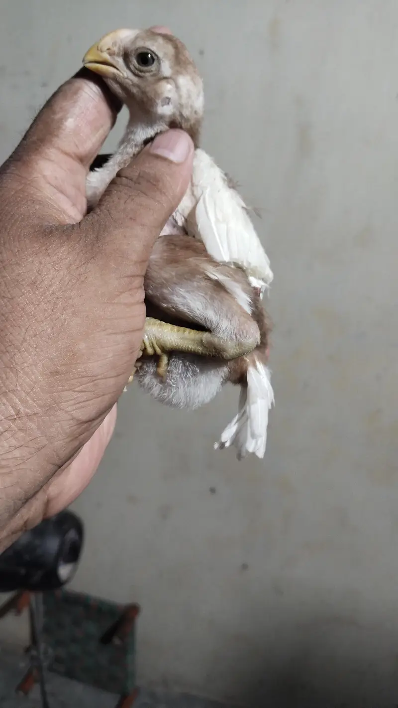 Indian Parrot Beak Chicks | Tampered Tail Aseel | Tota Chunch Aseel — photo 3