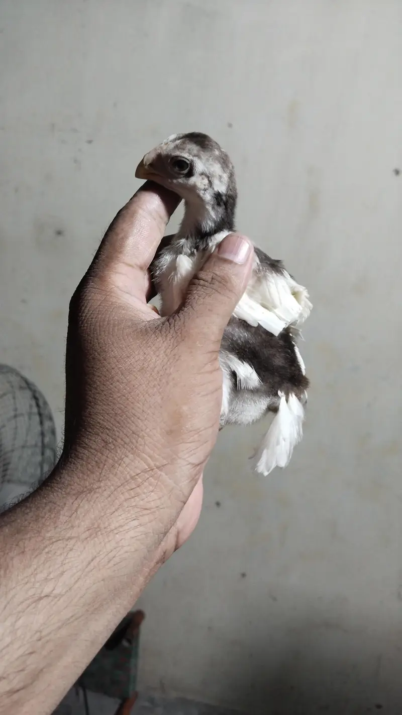 Indian Parrot Beak Chicks | Tampered Tail Aseel | Tota Chunch Aseel — photo 4
