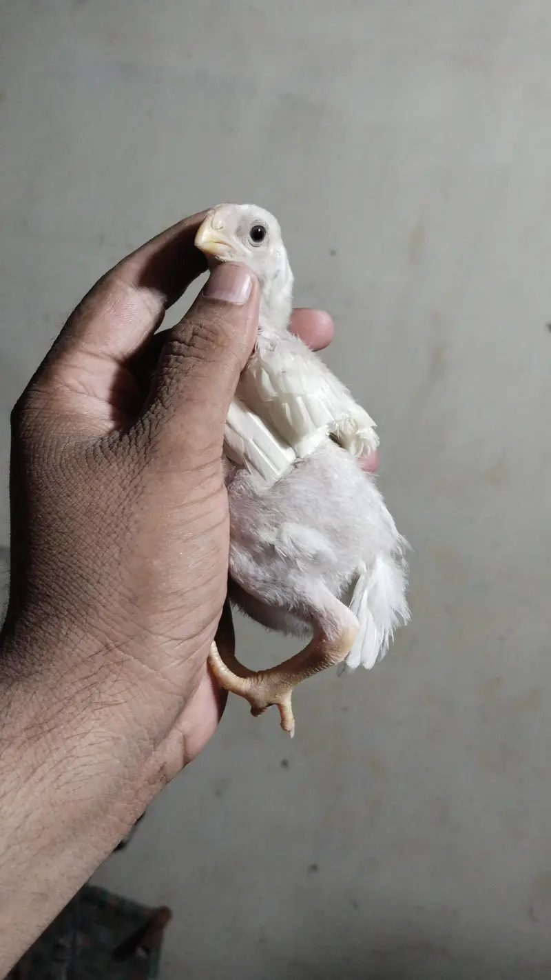 Indian Parrot Beak Chicks | Tampered Tail Aseel | Tota Chunch Aseel — photo 5