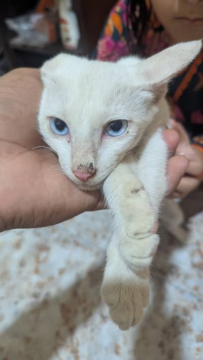 Short Hair Foreign white Baby Cat