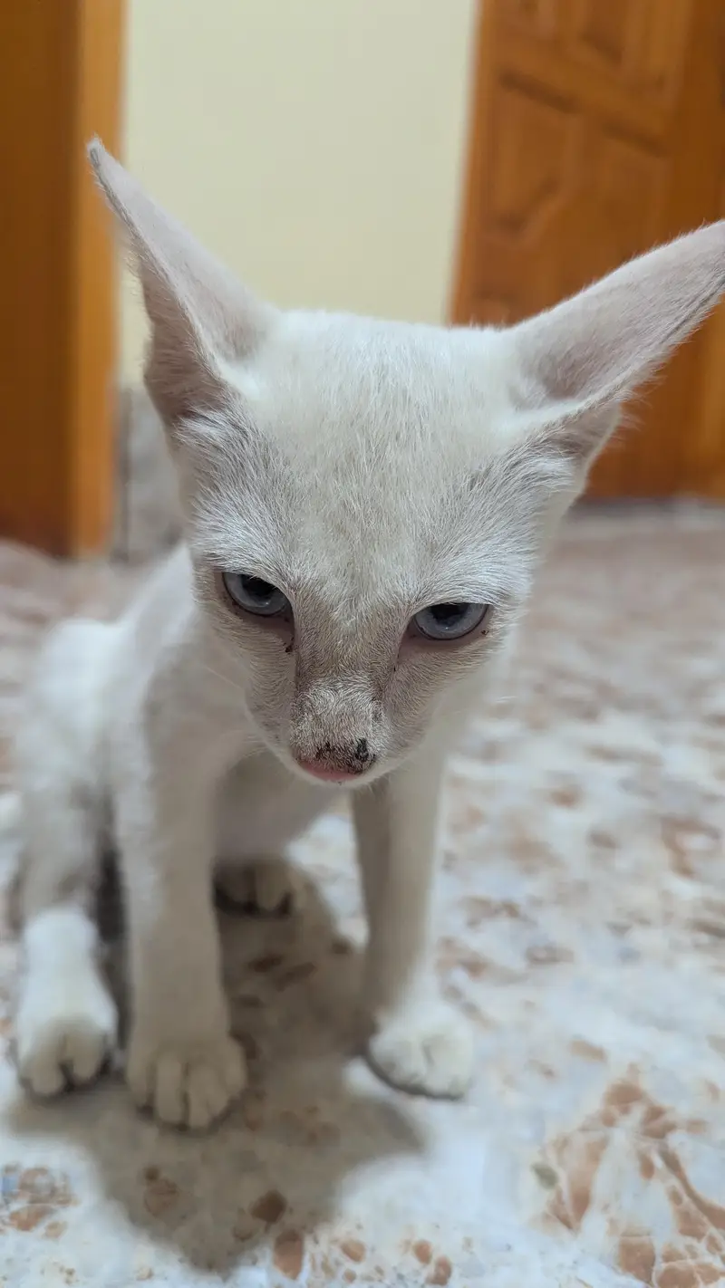 Short Hair Foreign white Baby Cat — photo 2