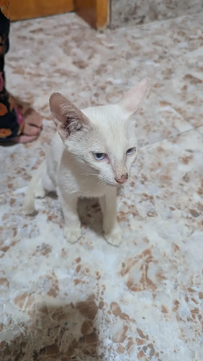 Short Hair Foreign white Baby Cat — photo 3