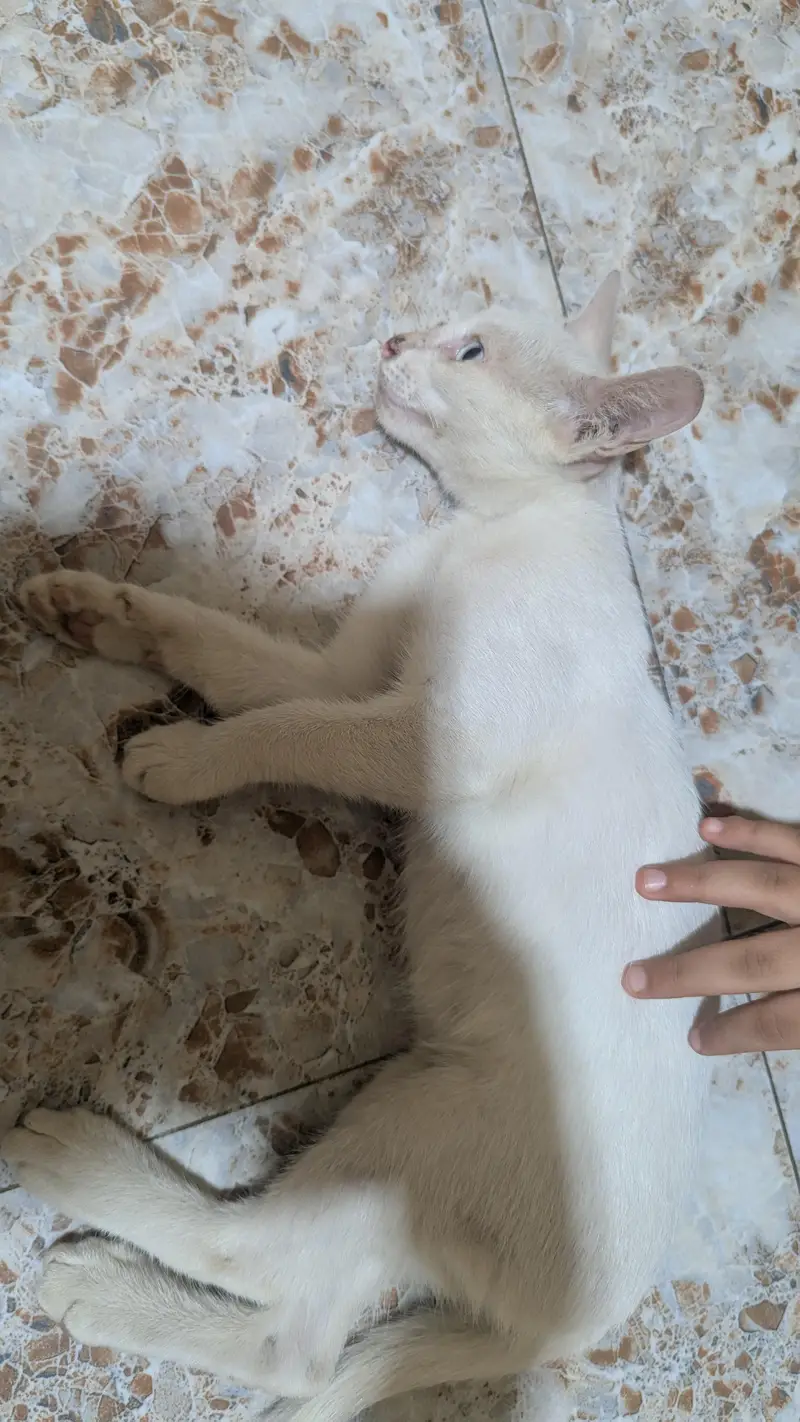 Short Hair Foreign white Baby Cat — photo 4