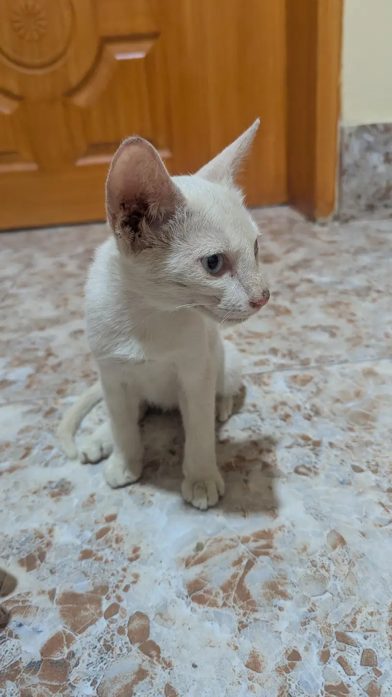Short Hair Foreign white Baby Cat — photo 5