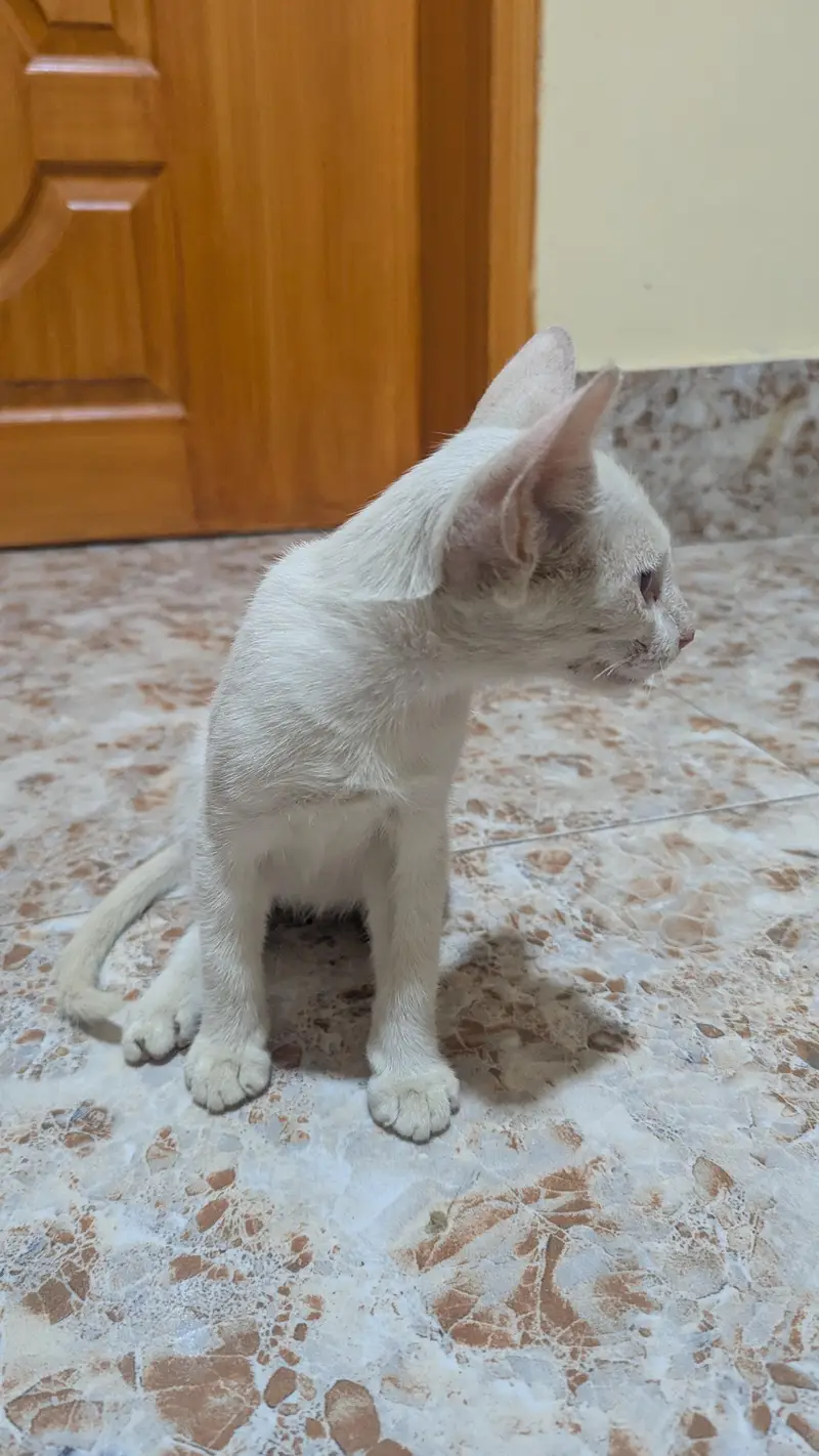 Short Hair Foreign white Baby Cat — photo 6