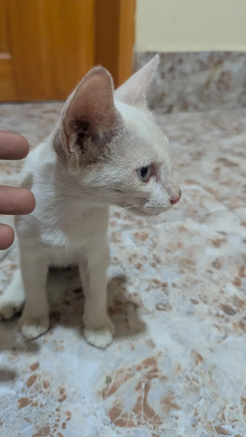 Short Hair Foreign white Baby Cat — photo 7