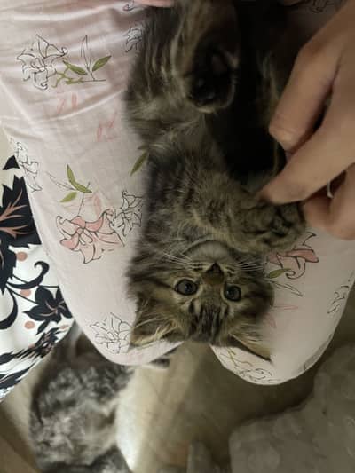 Persian Kitten