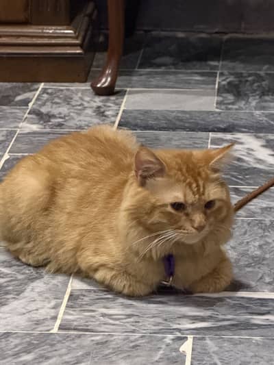 Cat rassian