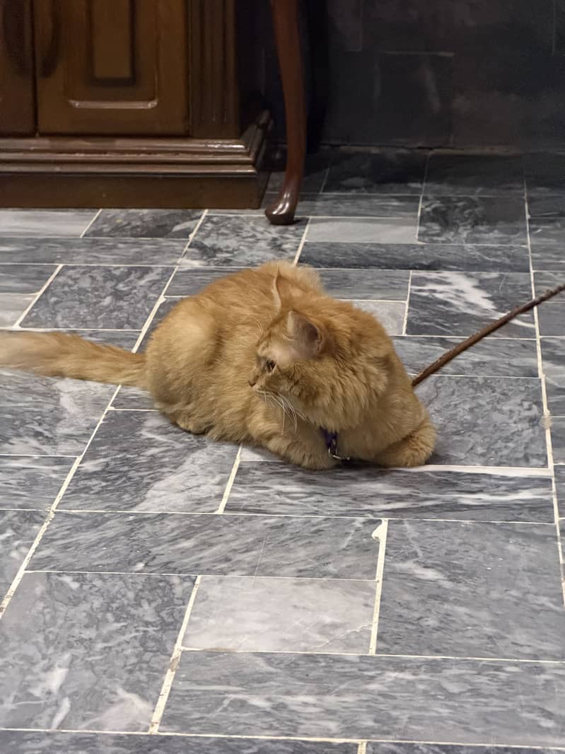 Cat rassian 1