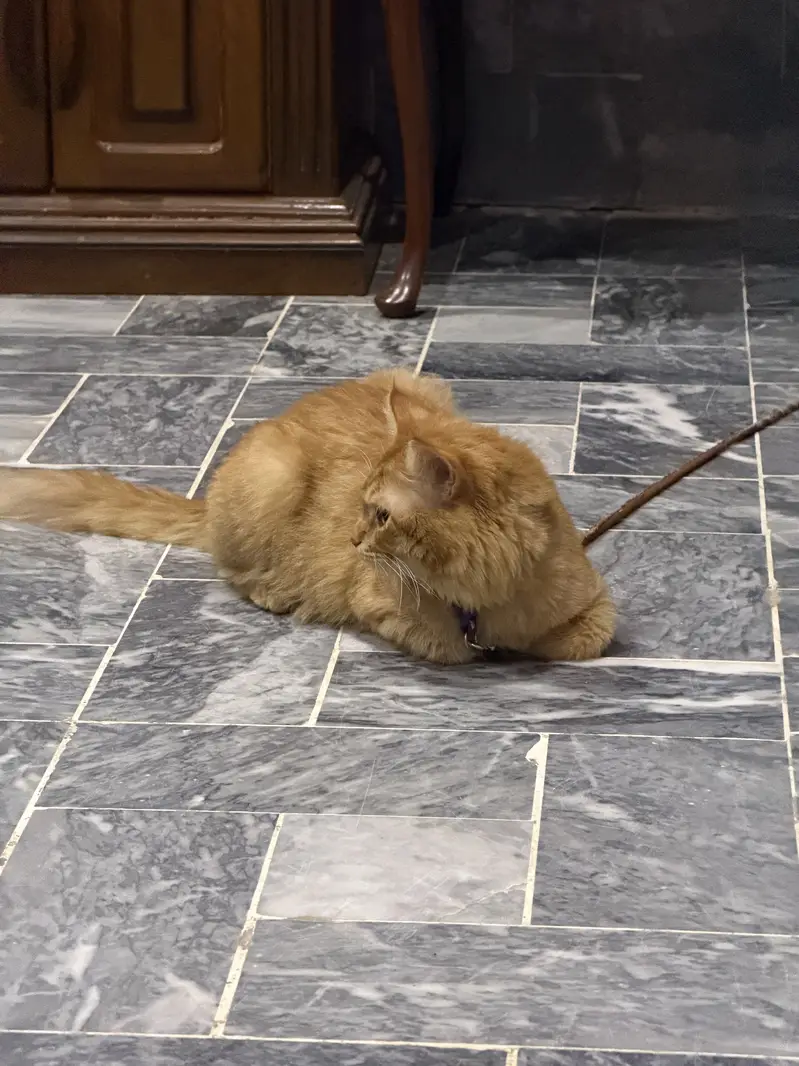 Cat rassian — photo 2