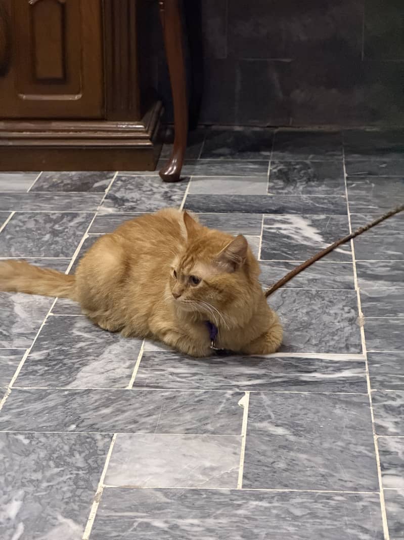 Cat rassian 5